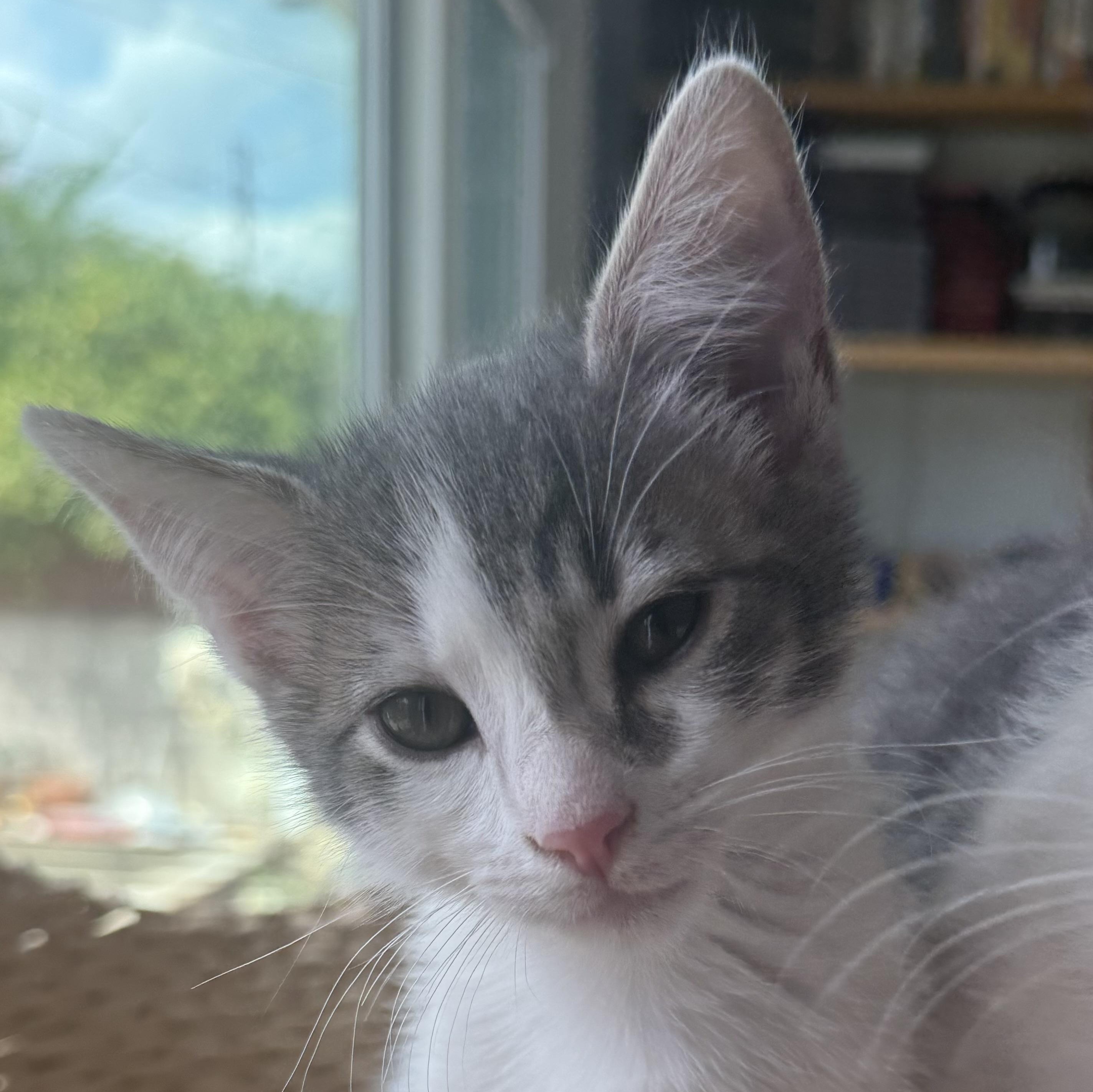 Enlarge Chestnut, a ADOPTABLE Domestic Medium Hair in Sherman Oaks, CA image 5/5