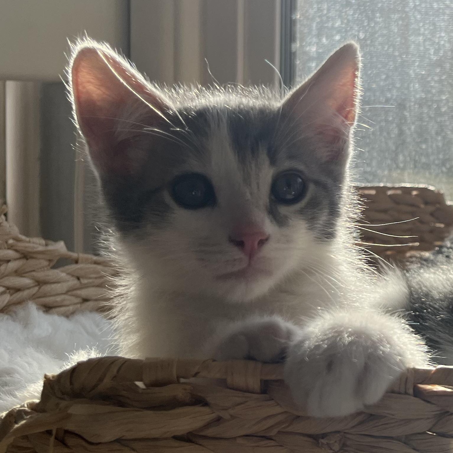 Chestnut, ADOPTABLE, Kitten Male Domestic Medium Hair.
