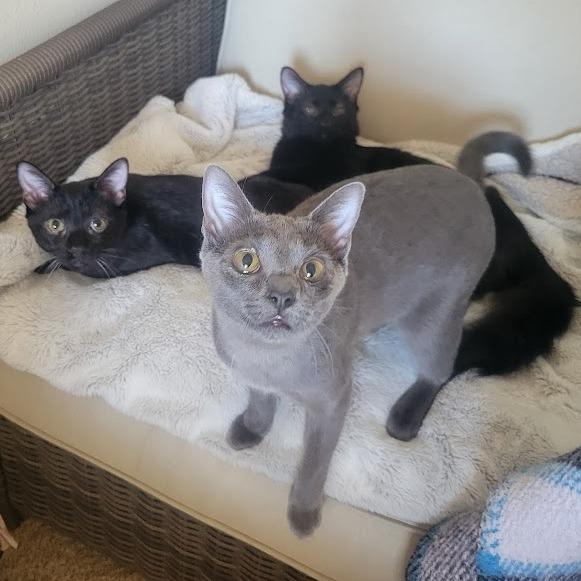 Flower Power 14 — thumbnail 2