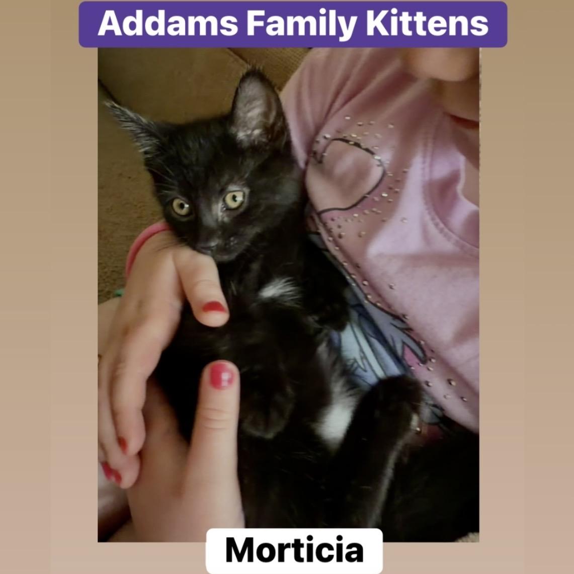 Morticia, Adopted, Kitten Female Domestic Short Hair.