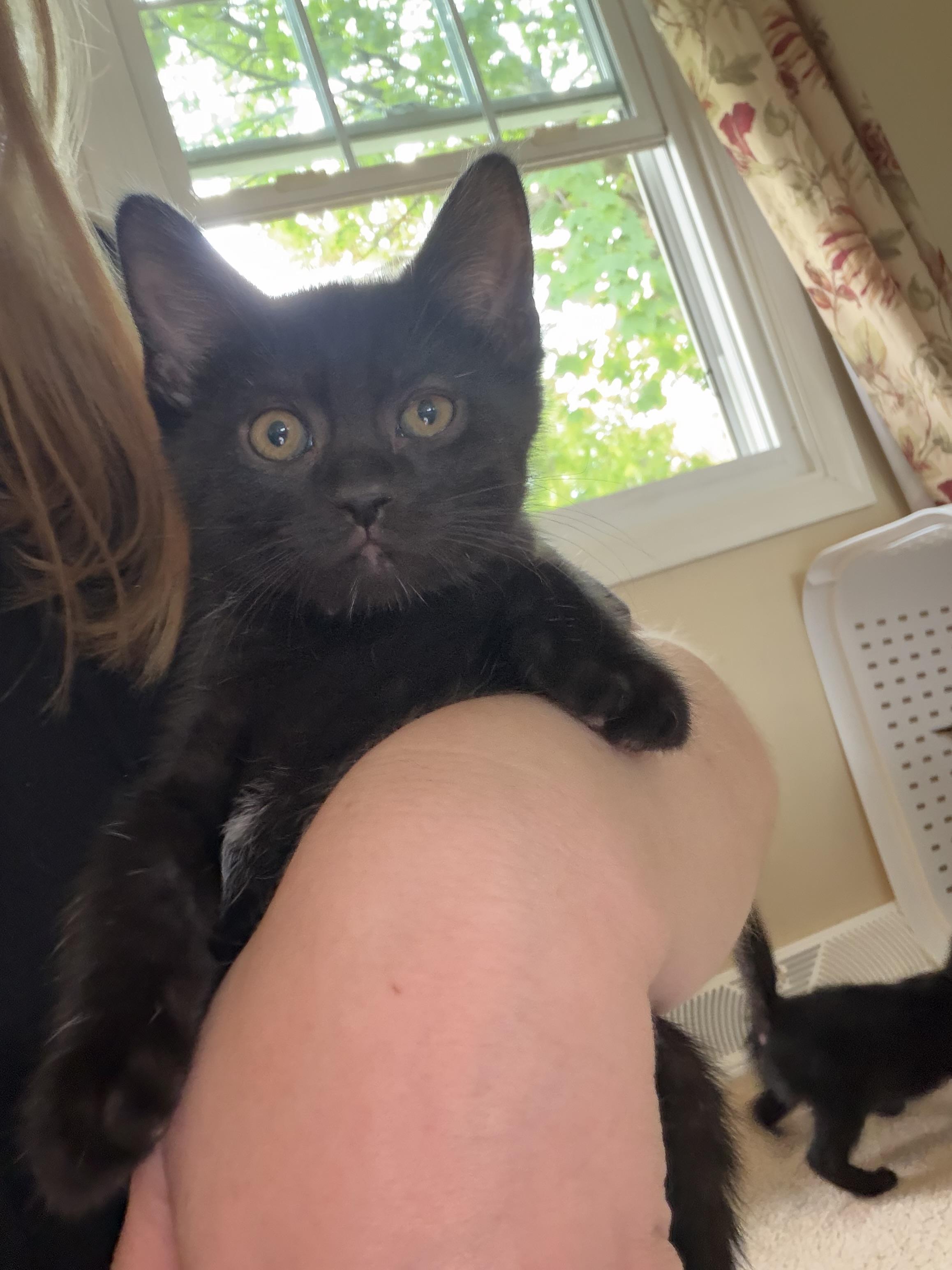 Enlarge Morticia, a Adopted Domestic Short Hair in Lemoyne, PA image 2/5