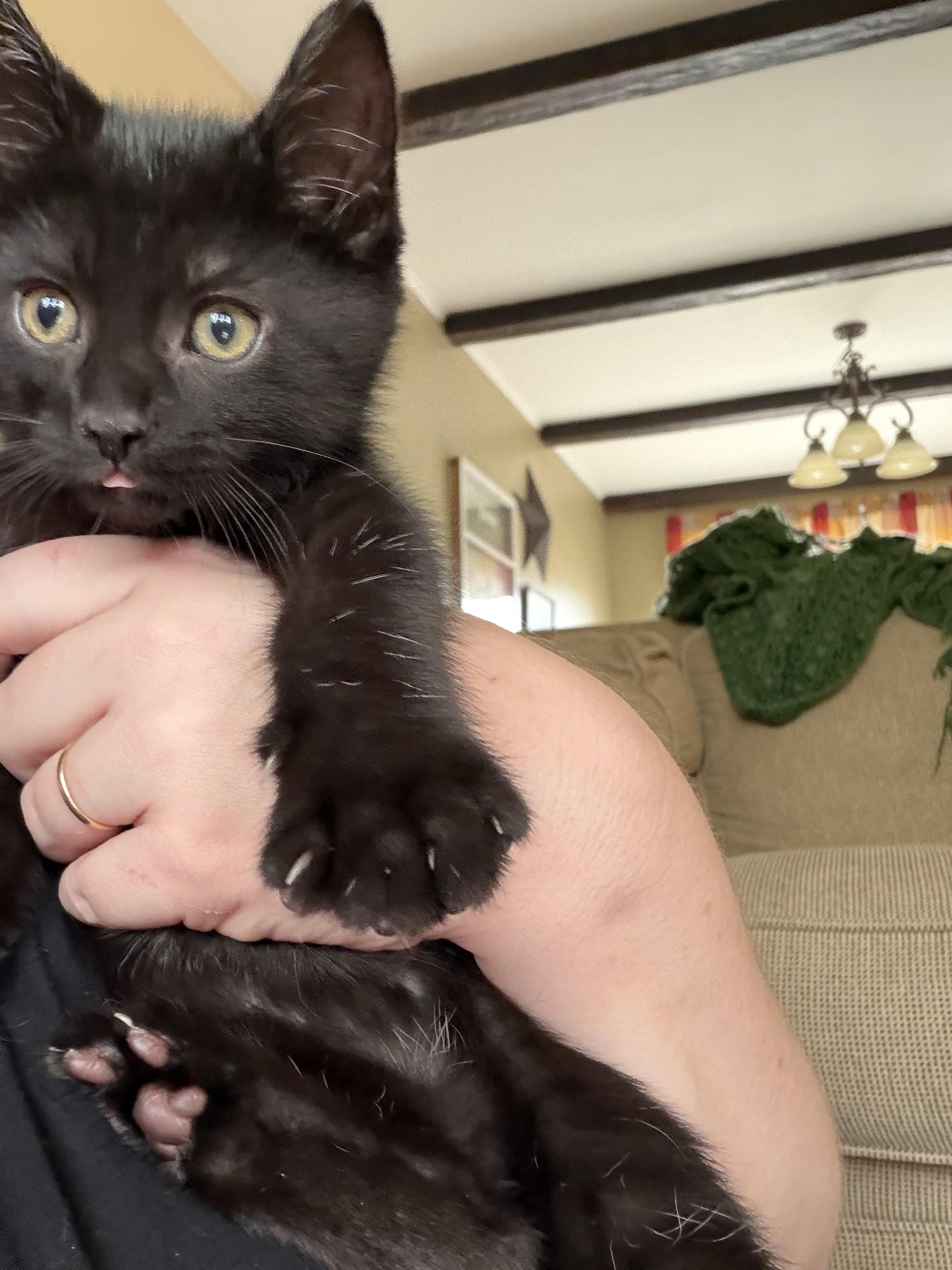 Enlarge Morticia, a Adopted Domestic Short Hair in Lemoyne, PA image 4/5