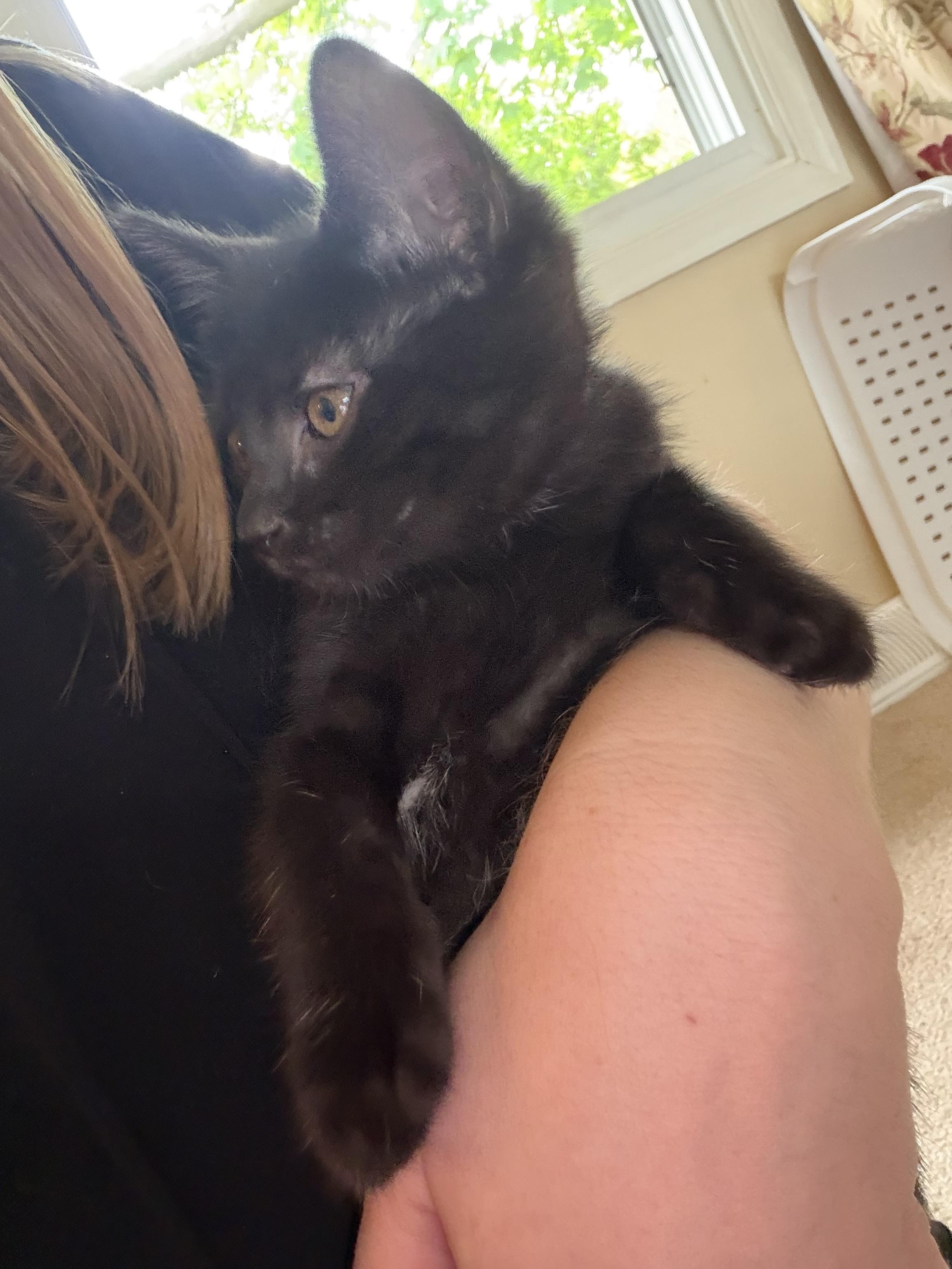 Enlarge Morticia, a Adopted Domestic Short Hair in Lemoyne, PA image 3/5
