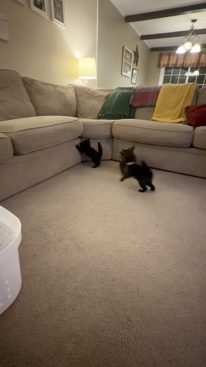 Enlarge Morticia, a Adopted Domestic Short Hair in Lemoyne, PA video 5/5