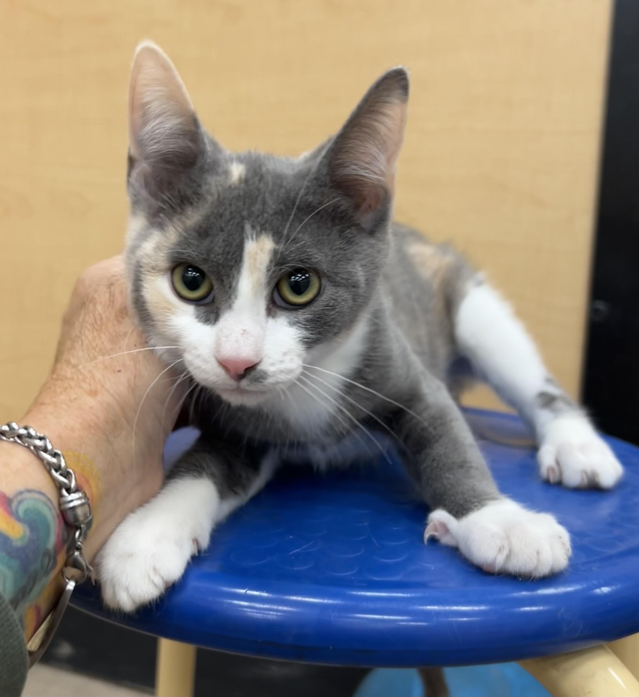 Xylophone, ADOPTABLE, Kitten Female Dilute Calico.