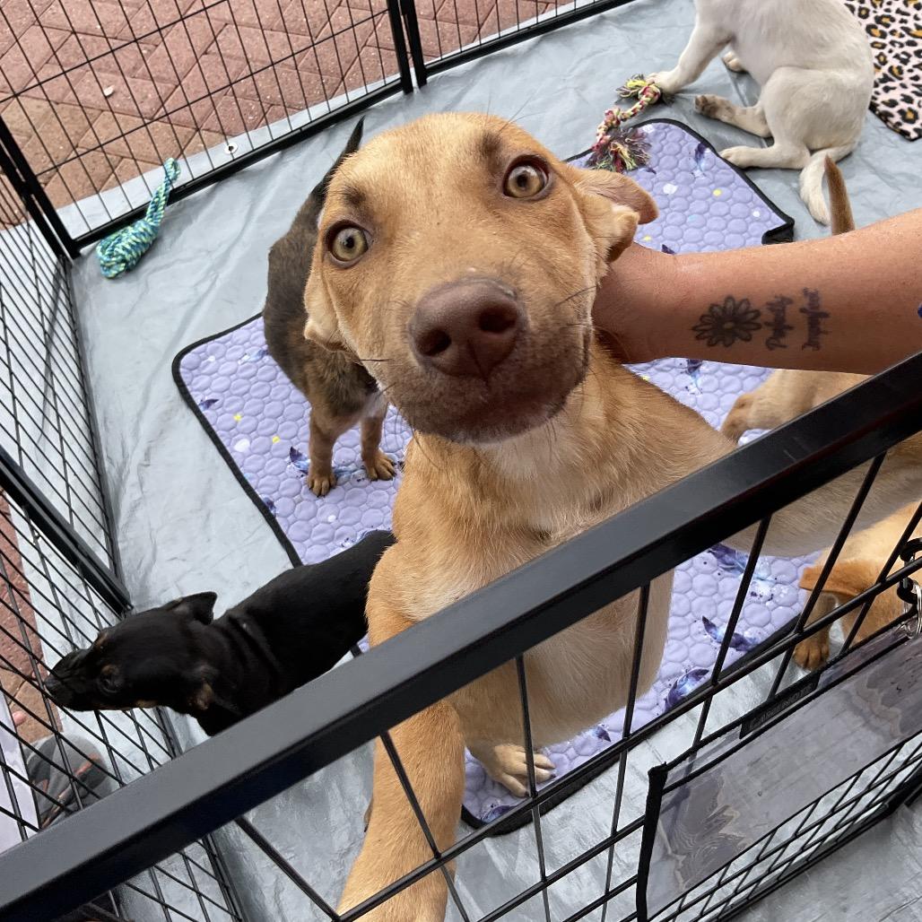 Sweet Potato thumbnail 2