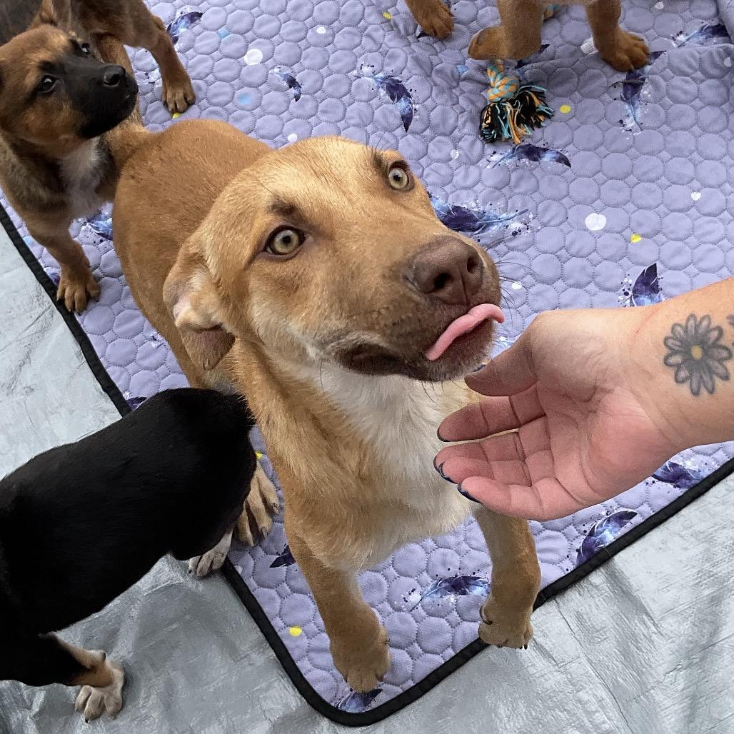 Sweet Potato thumbnail 3