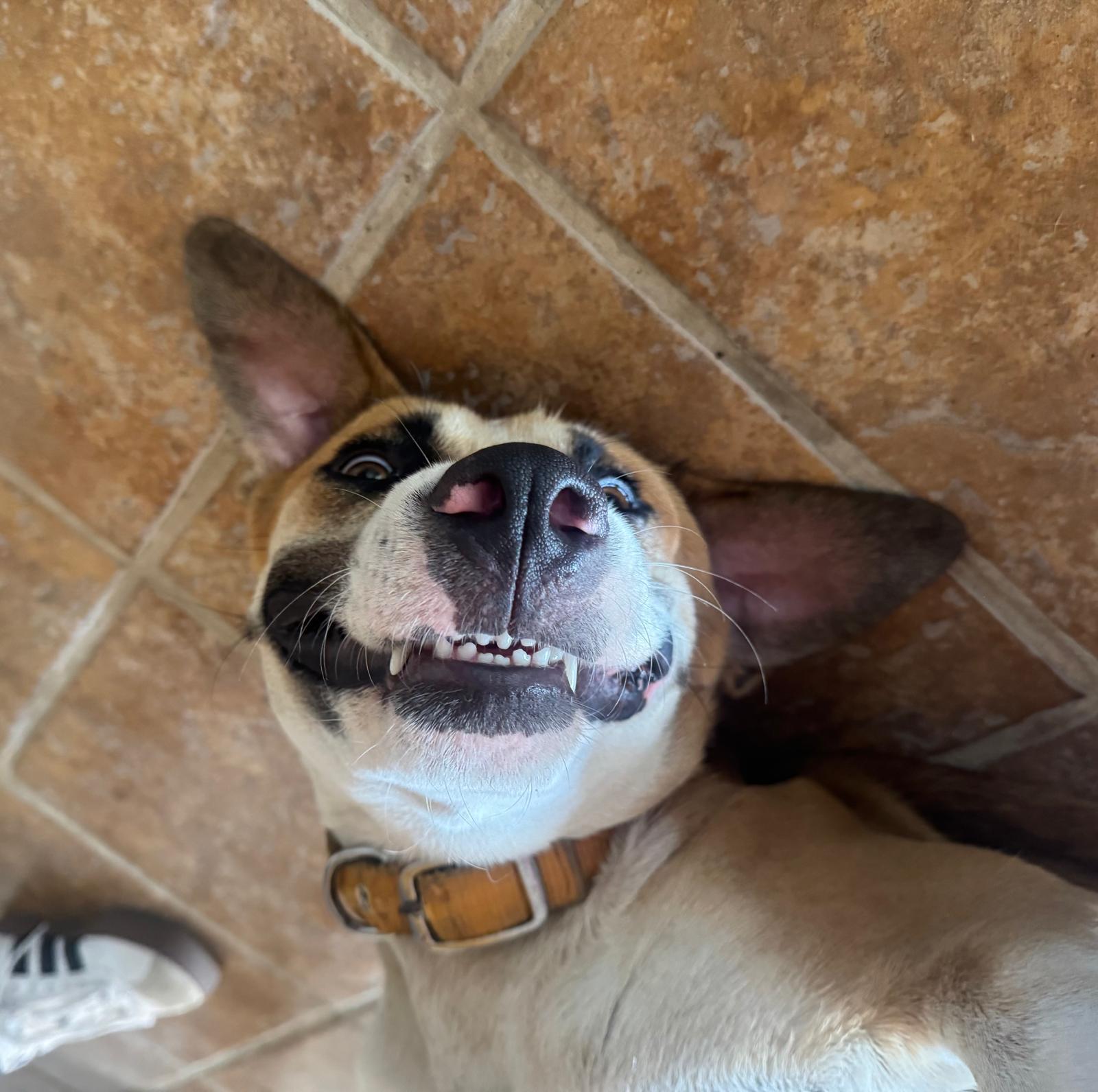 Enlarge Louis - The Big Playful Lovebug, a Adoptable mixed breed in Sarasota, FL image 2/6