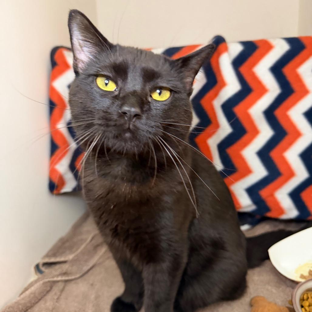 Scrabble, a Adoptable Domestic Short Hair in Council Bluffs, IA image 1/4