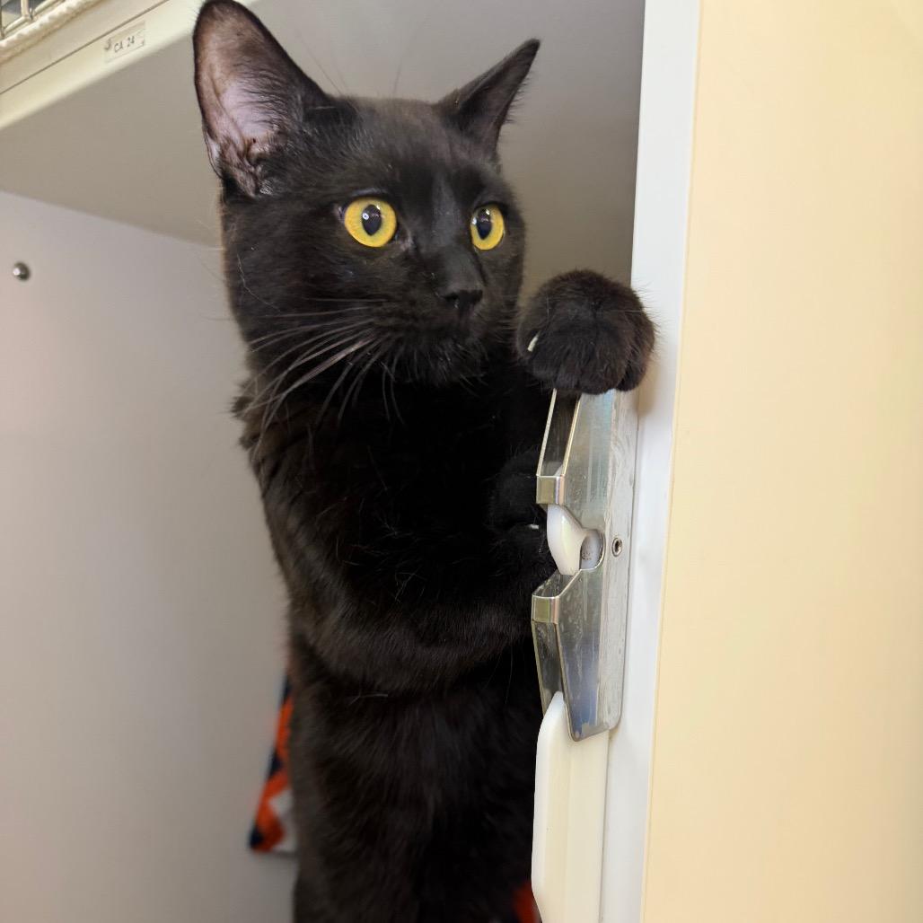 Scrabble, a Adoptable Domestic Short Hair in Council Bluffs, IA image 2/4