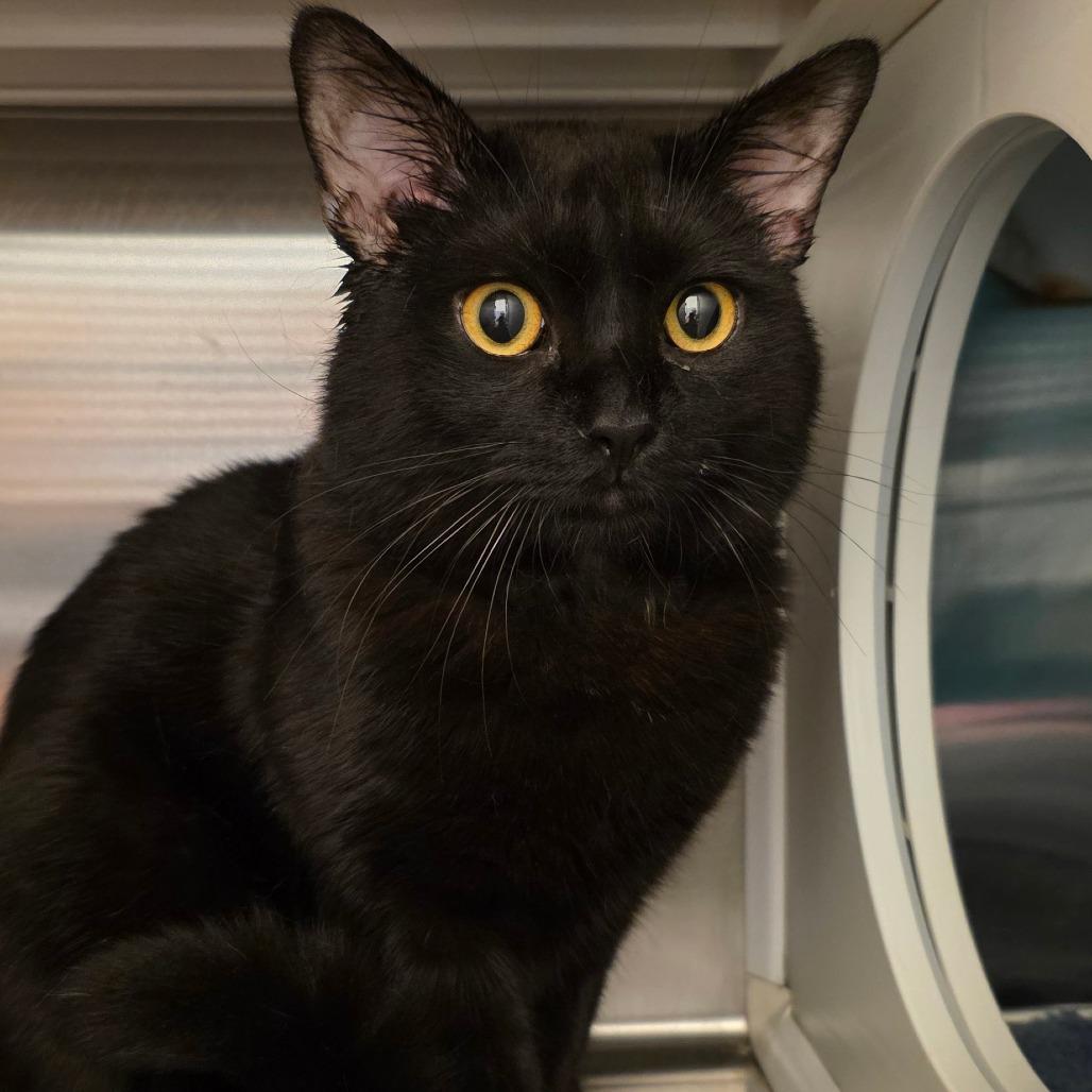 Scrabble, a Adoptable Domestic Short Hair in Council Bluffs, IA image 3/4