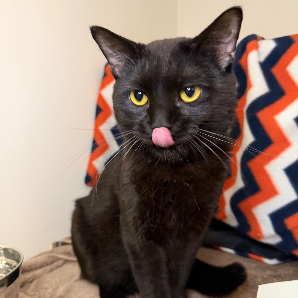 Scrabble, a Adoptable Domestic Short Hair in Council Bluffs, IA image 4/4