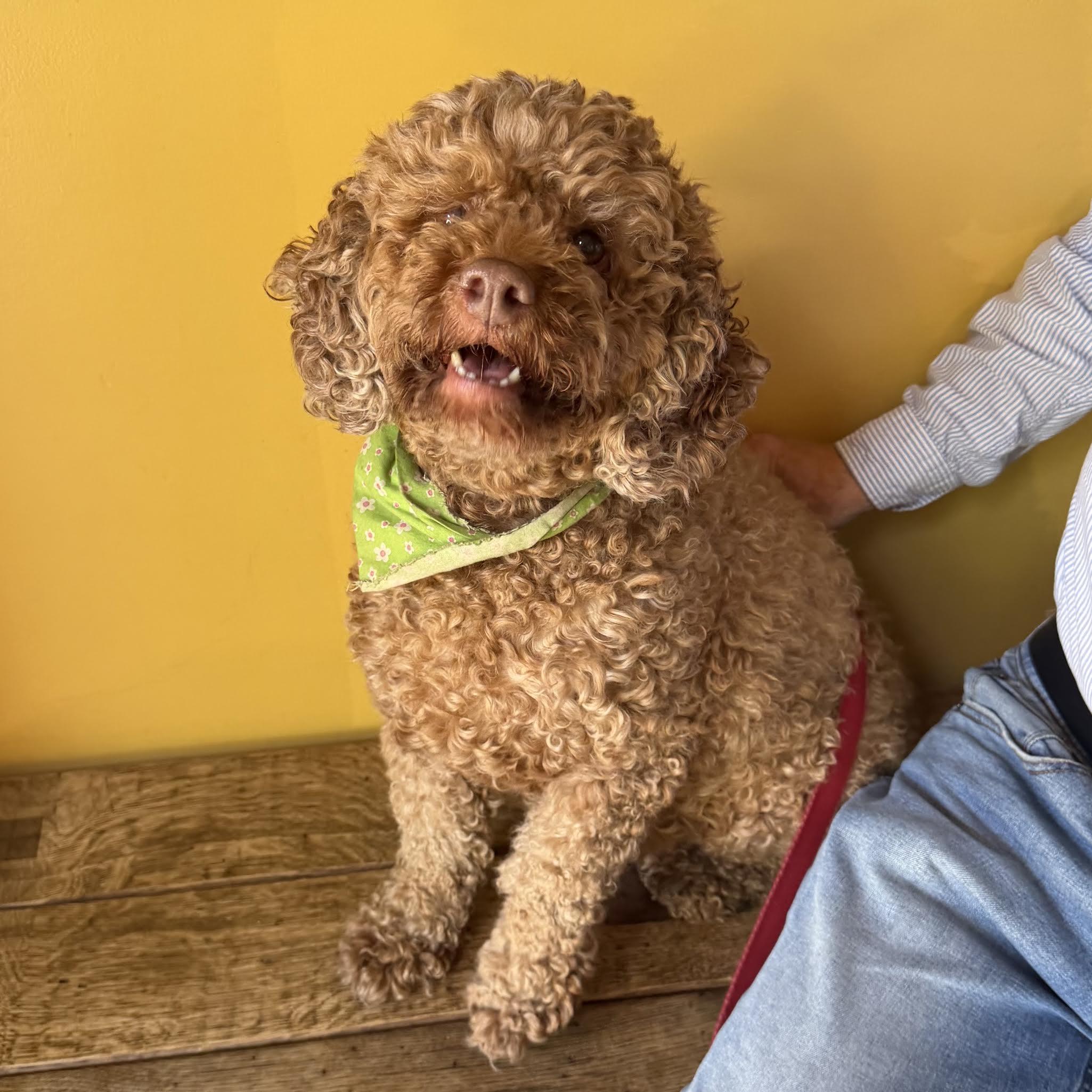 Jenny, a ADOPTABLE mixed breed in Boulder, CO image 6/6