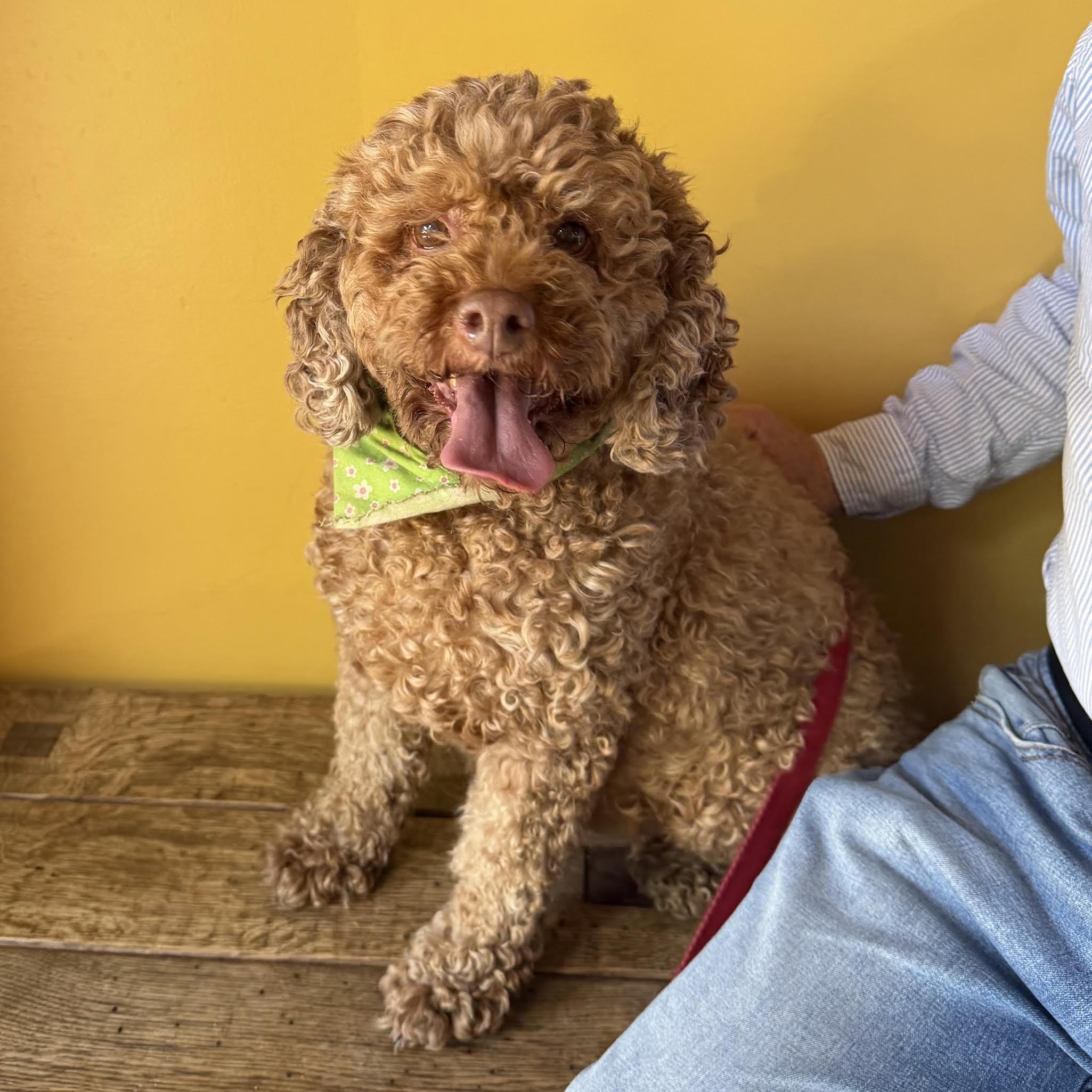 Jenny, a ADOPTABLE mixed breed in Boulder, CO image 5/6