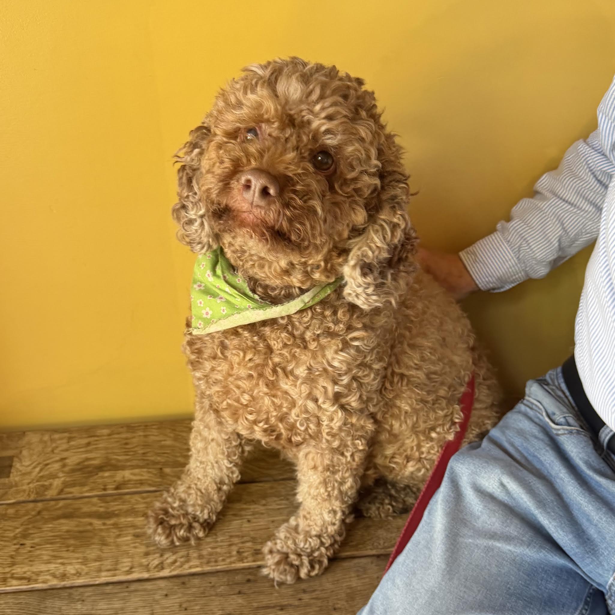 Jenny, ADOPTABLE, Adult Female Poodle & Cocker Spaniel.