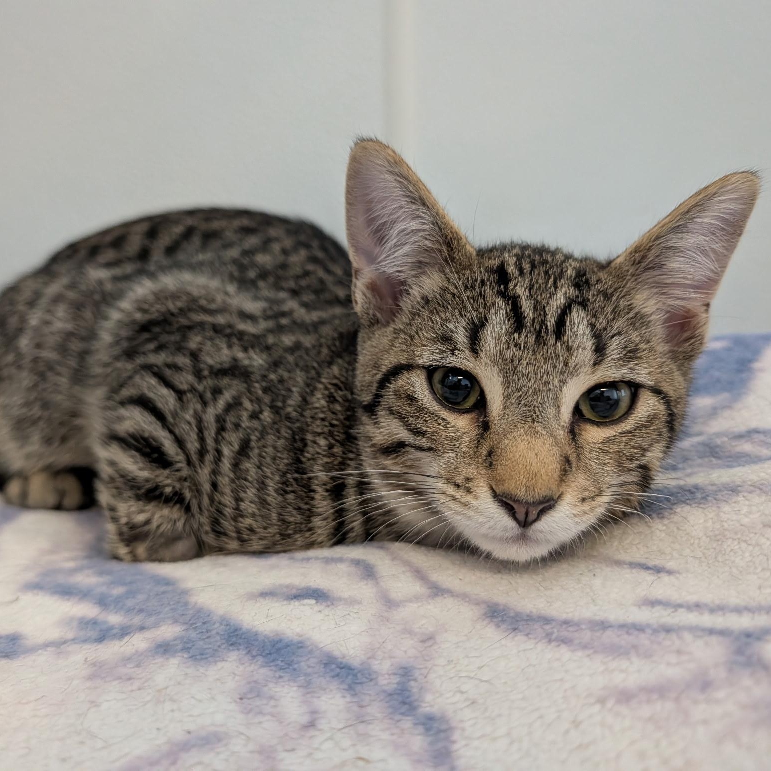 Enlarge Athos, a Adoptable Domestic Short Hair in Waynesville, NC image 5/6