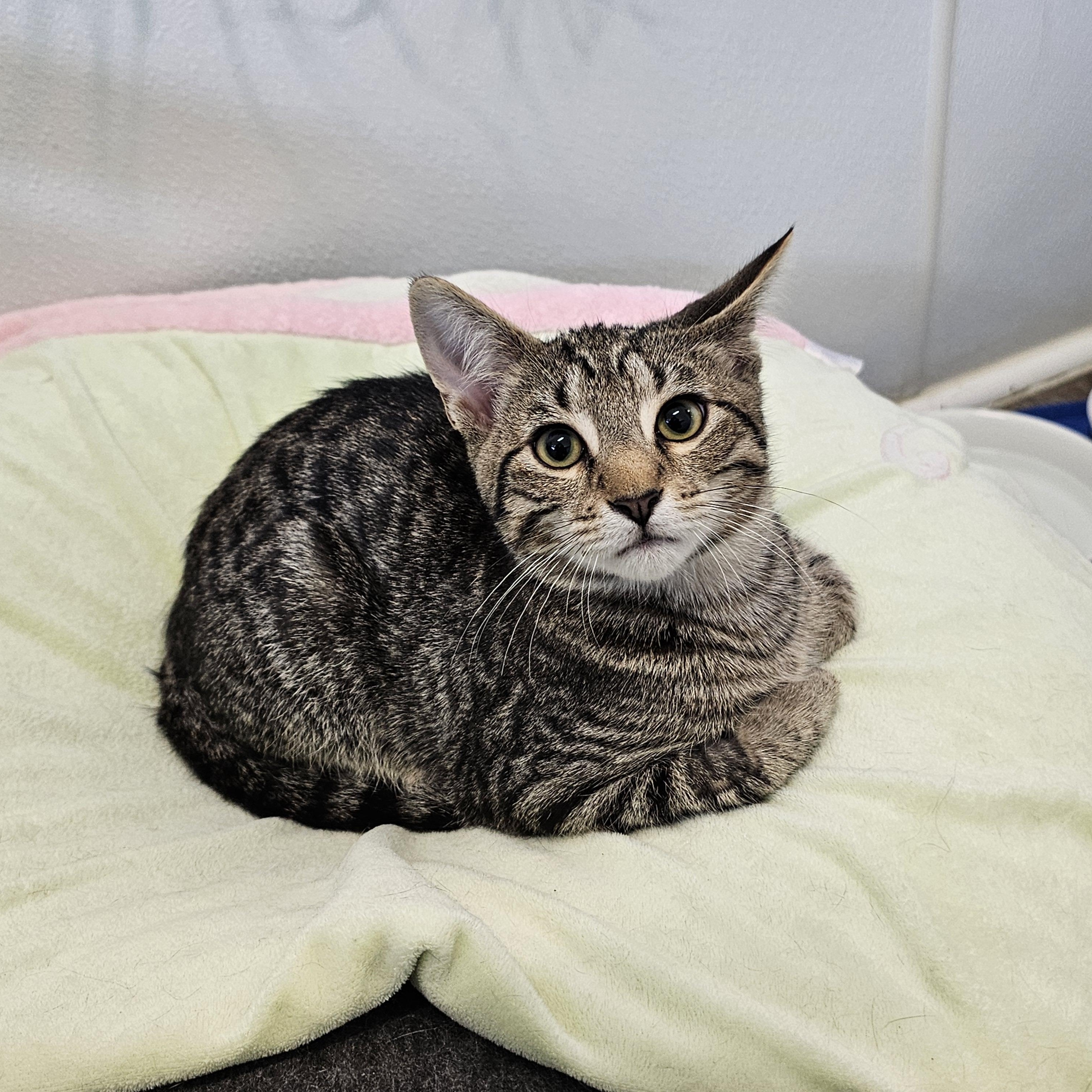 Enlarge Athos, a Adoptable Domestic Short Hair in Waynesville, NC image 6/6