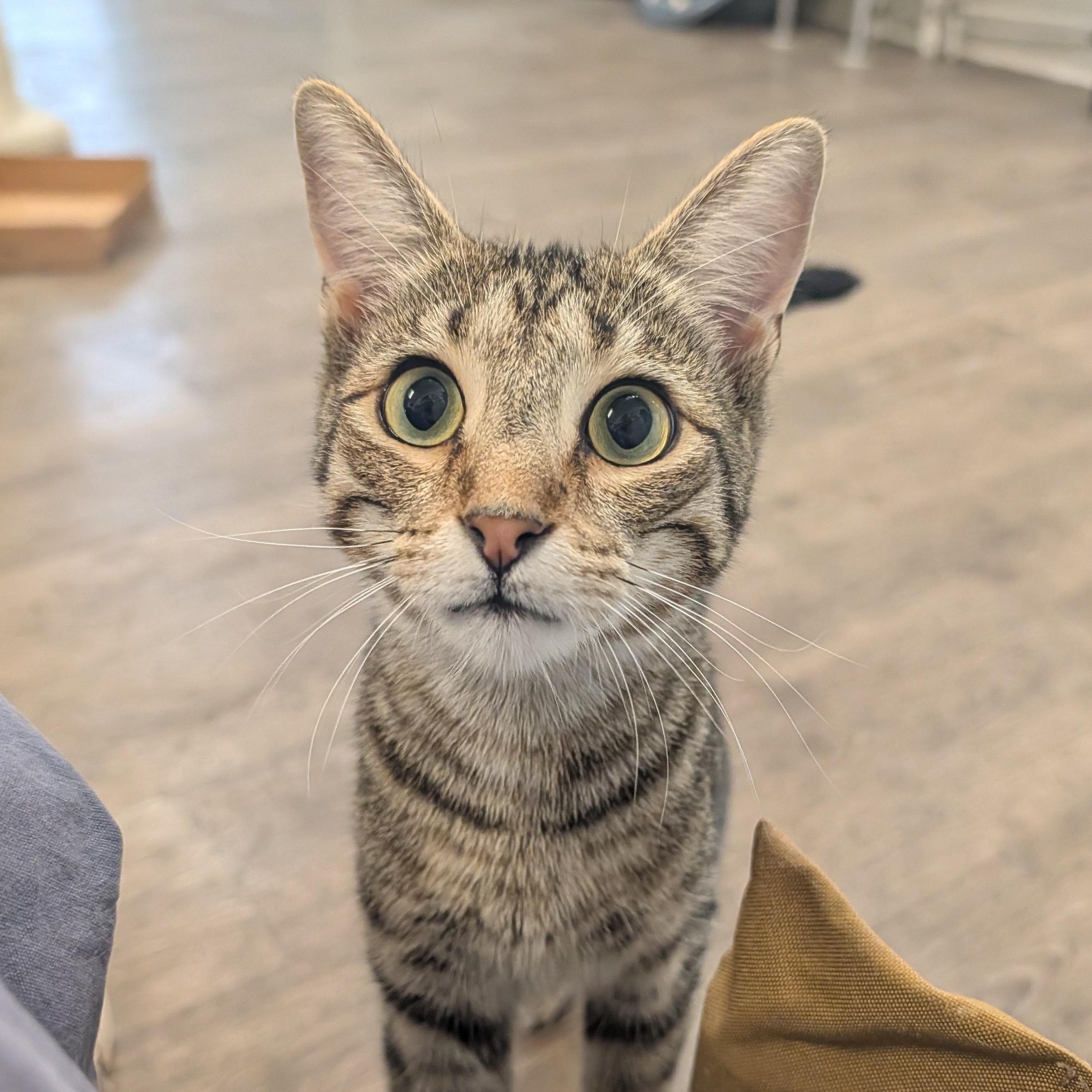 Enlarge Athos, a Adoptable Domestic Short Hair in Waynesville, NC image 3/6