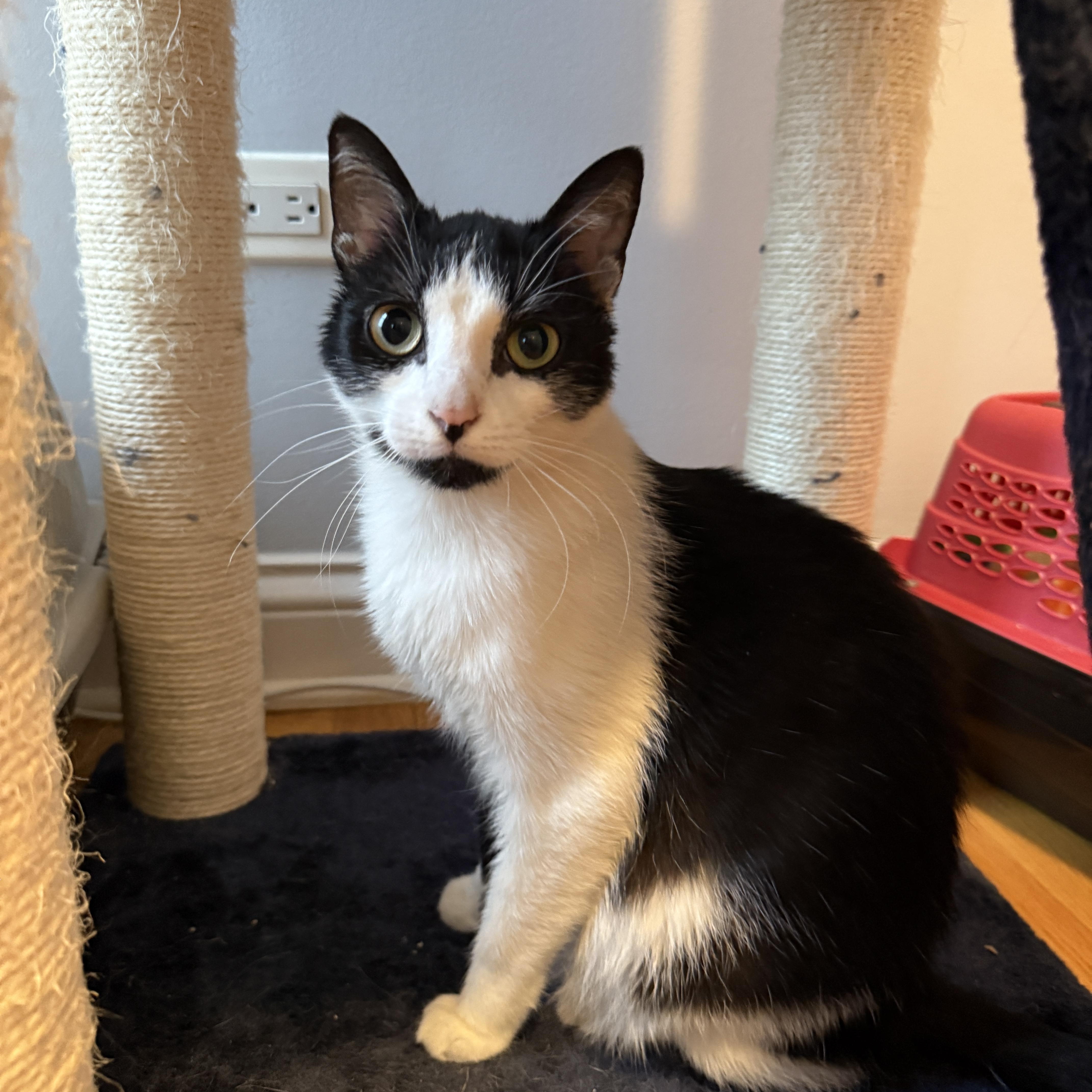 Enlarge French Onion, a ADOPTABLE Domestic Short Hair in Evanston, IL image 1/1