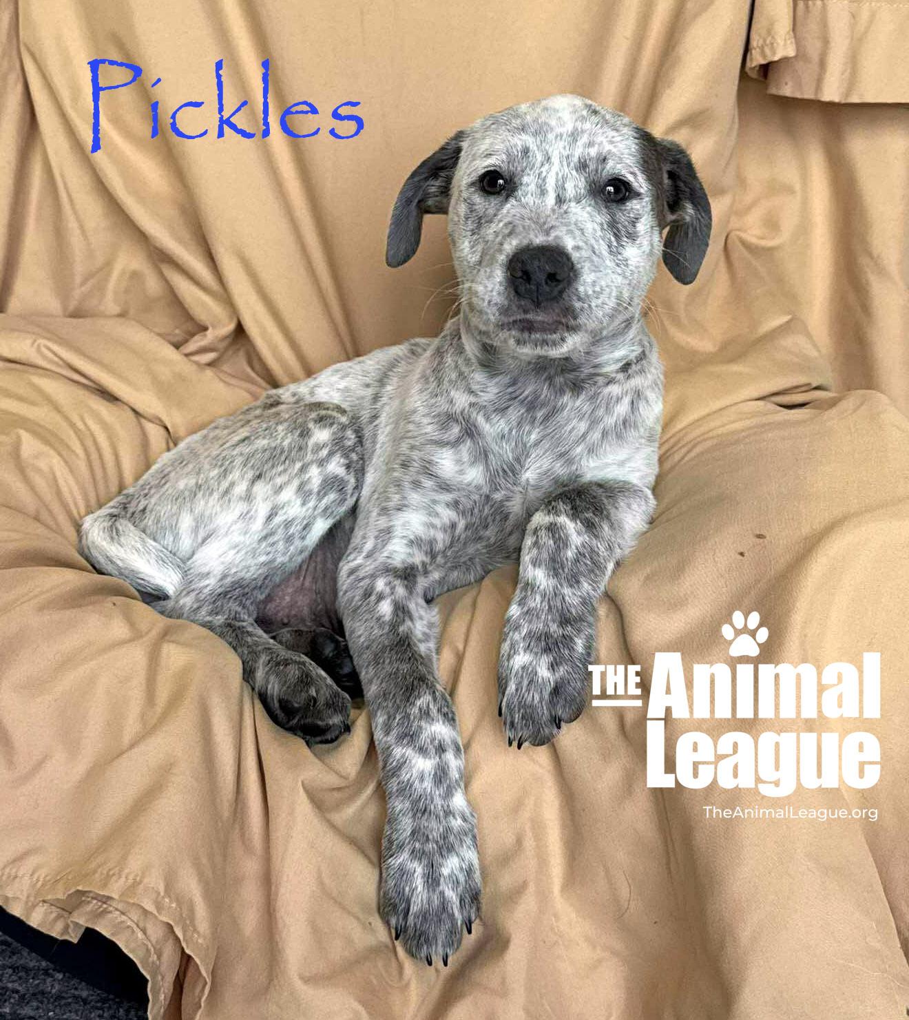 Pickles, ADOPTABLE, Puppy Male Australian Cattle Dog / Blue Heeler & Labrador Retriever.