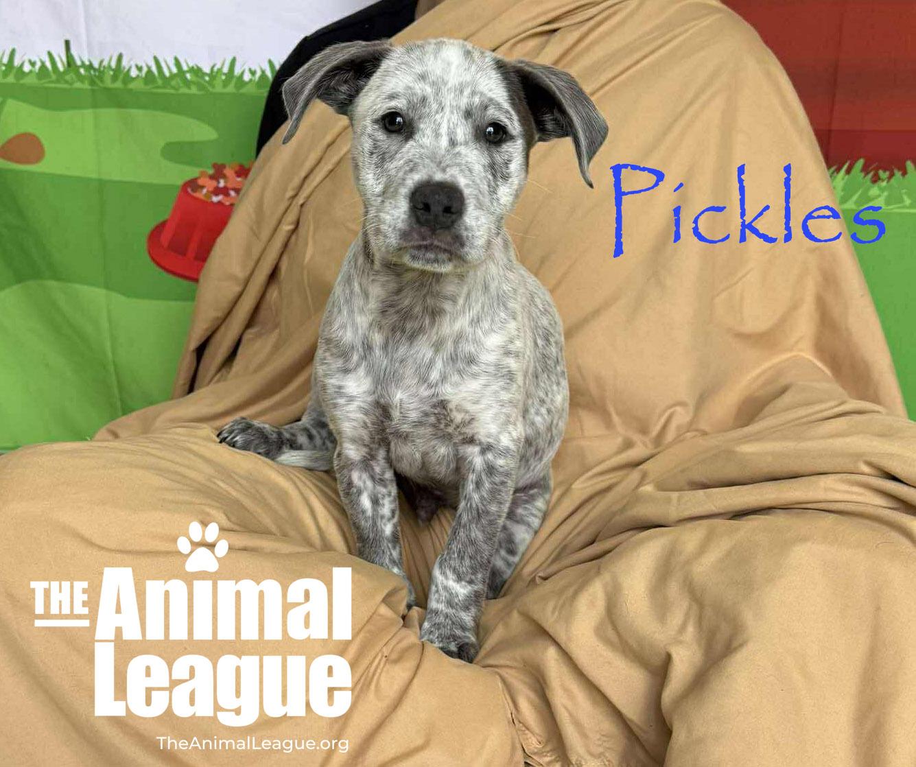 Enlarge Pickles, a ADOPTABLE mixed breed in Groveland, FL image 4/4