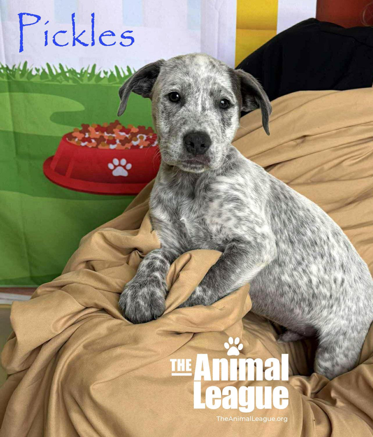 Enlarge Pickles, a ADOPTABLE mixed breed in Groveland, FL image 2/4