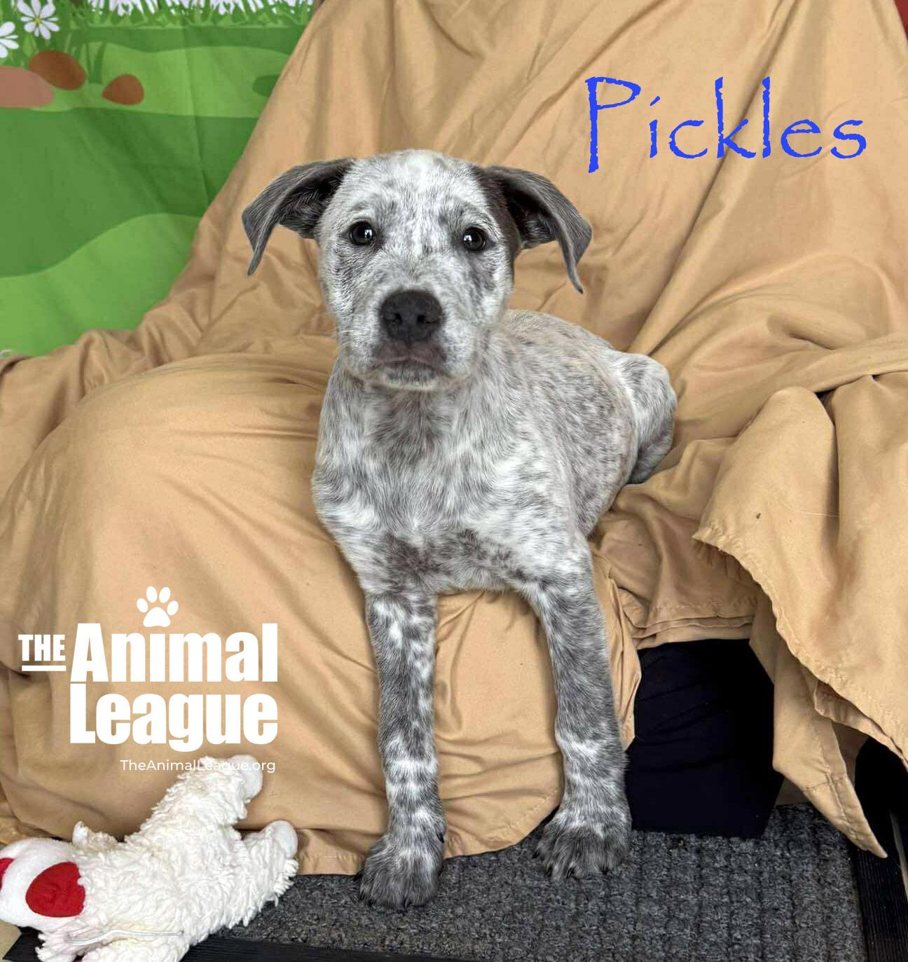 Enlarge Pickles, a ADOPTABLE mixed breed in Groveland, FL image 3/4