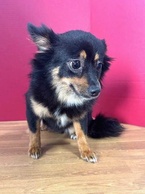 Liberty, an adopted mixed breed in Hawk Point, MO image 1/4