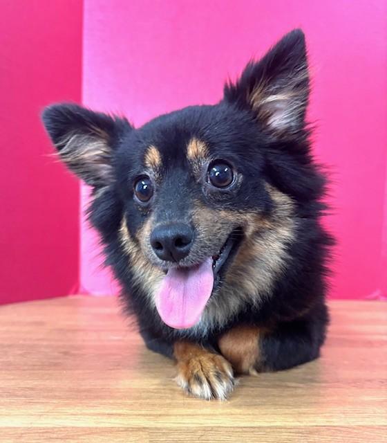 Liberty, an adopted mixed breed in Hawk Point, MO image 4/4