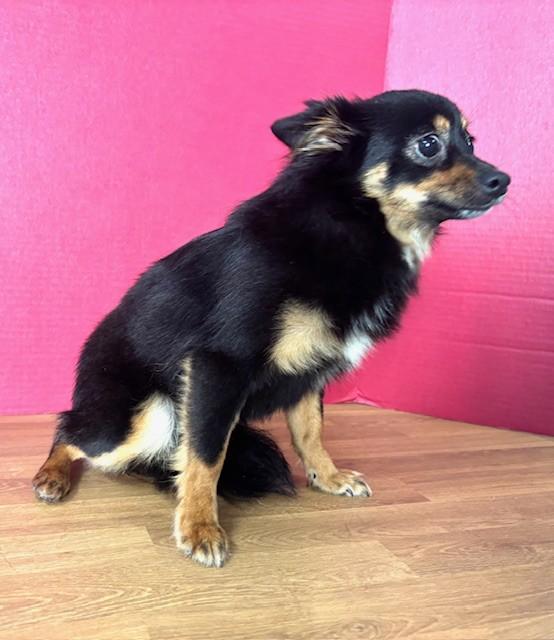 Liberty, an adopted mixed breed in Hawk Point, MO image 3/4