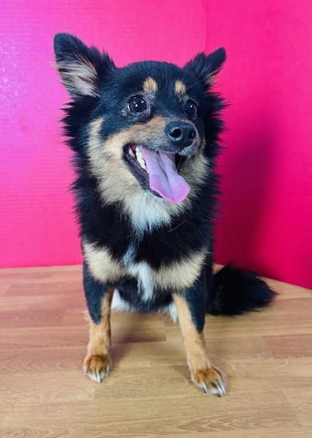 Liberty, an adopted mixed breed in Hawk Point, MO image 2/4
