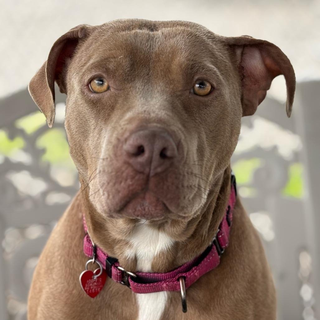 Enlarge Emma, a Adoptable Mixed Breed in Medford, OR image 1/2