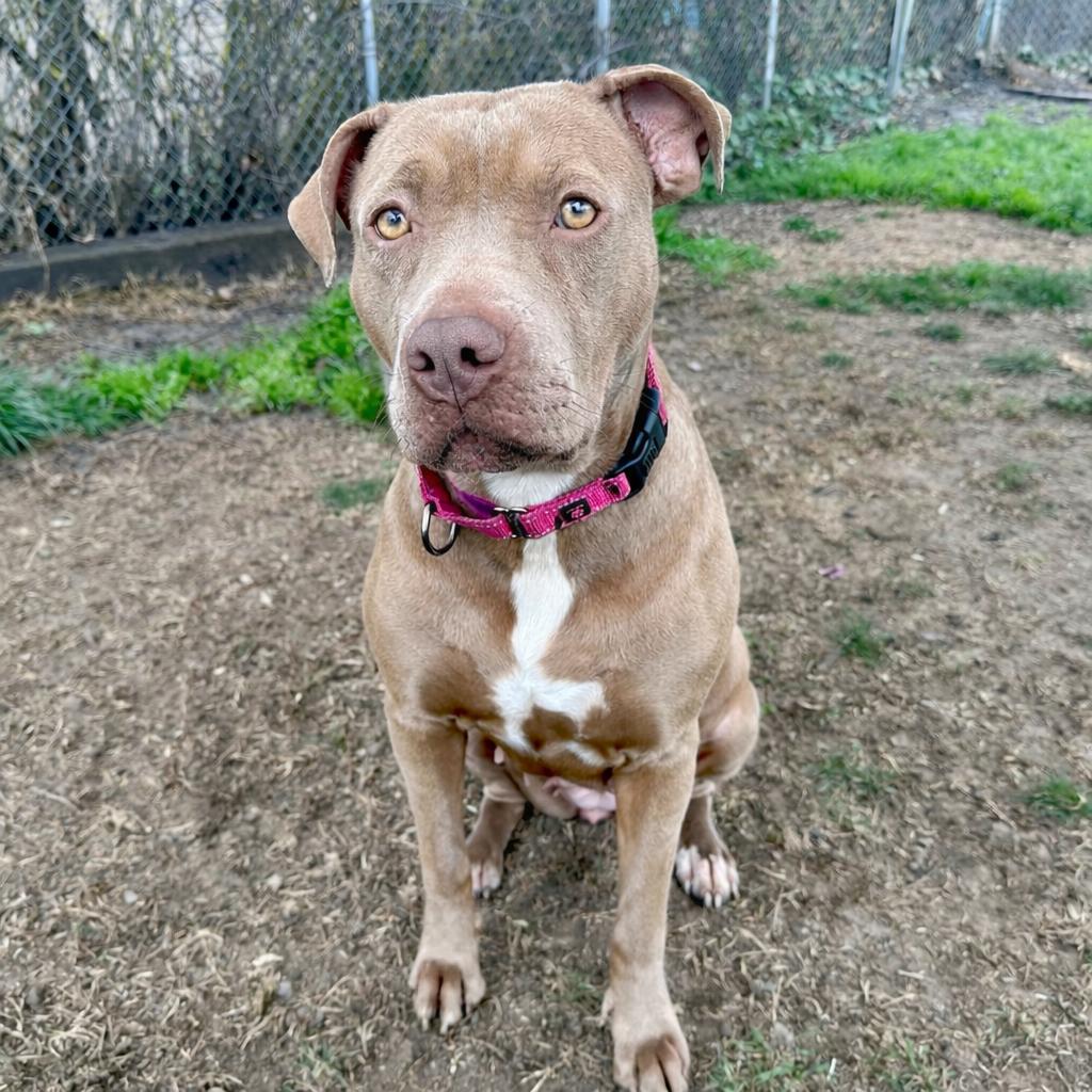 Enlarge Emma, a Adoptable Mixed Breed in Medford, OR image 2/2