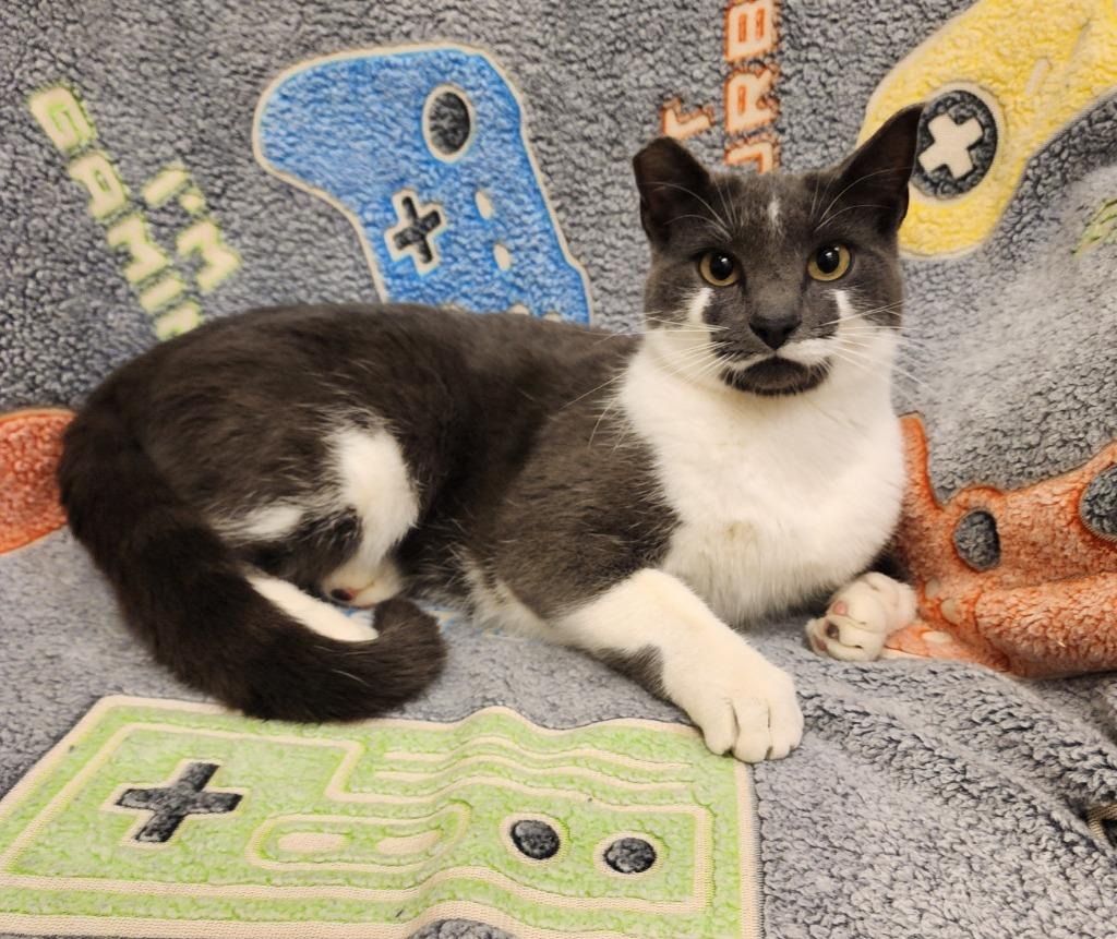 Booka, Adoptable, Adult Male Domestic Short Hair.