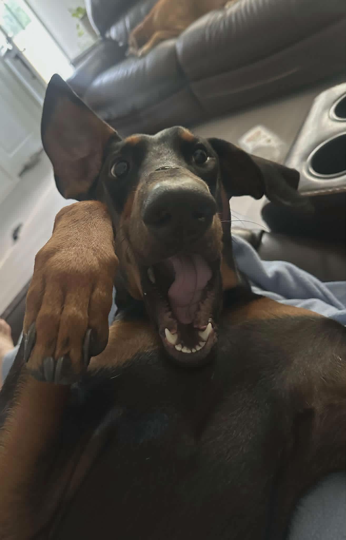 Enlarge Rebel, an adopted Doberman Pinscher in Benbrook, TX image 2/3