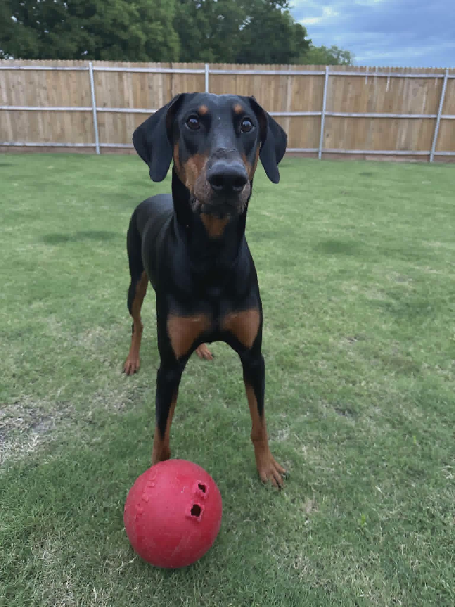 Enlarge Rebel, an adopted Doberman Pinscher in Benbrook, TX image 3/3