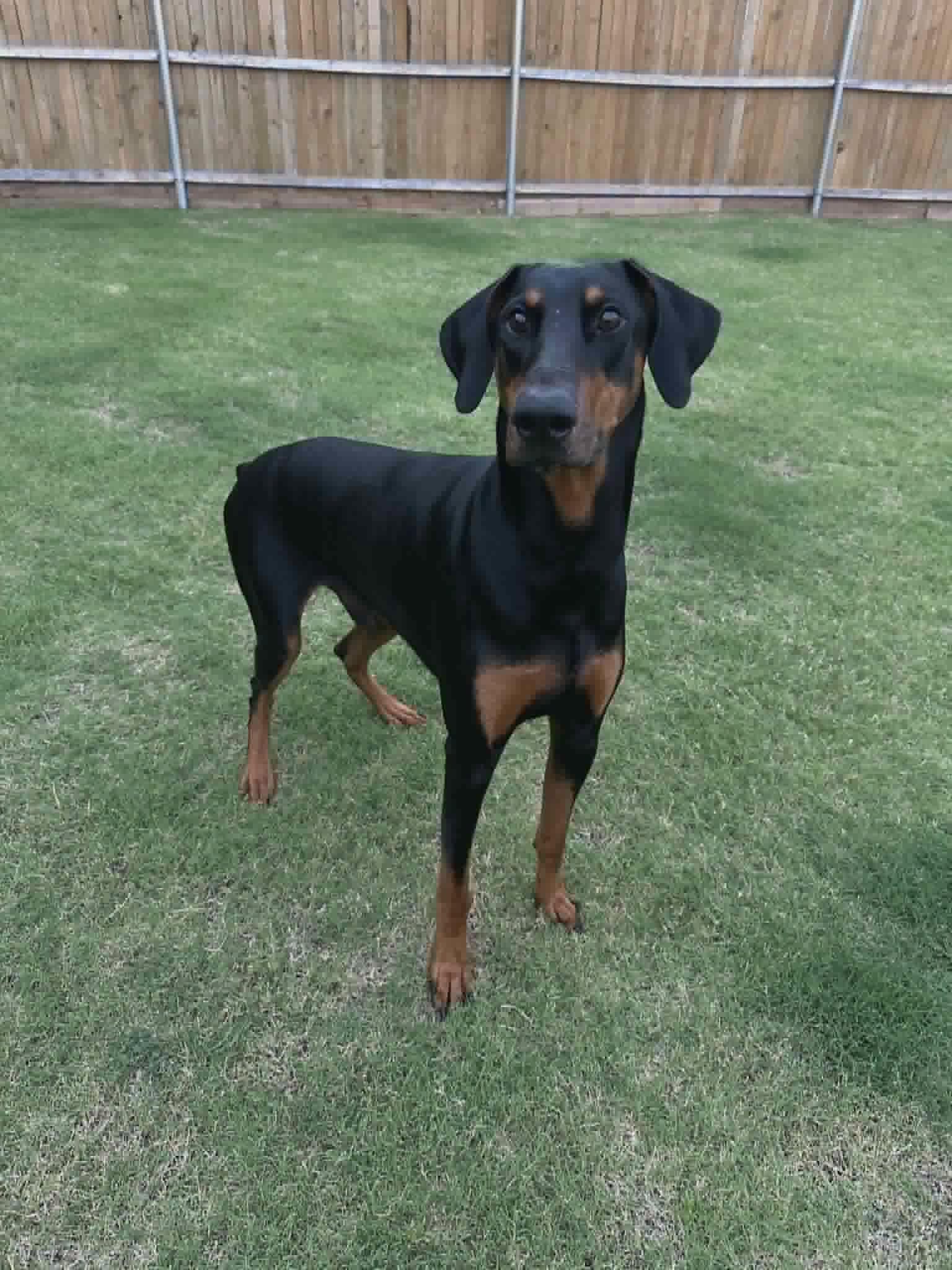 Rebel, adopted, Young Male Doberman Pinscher.