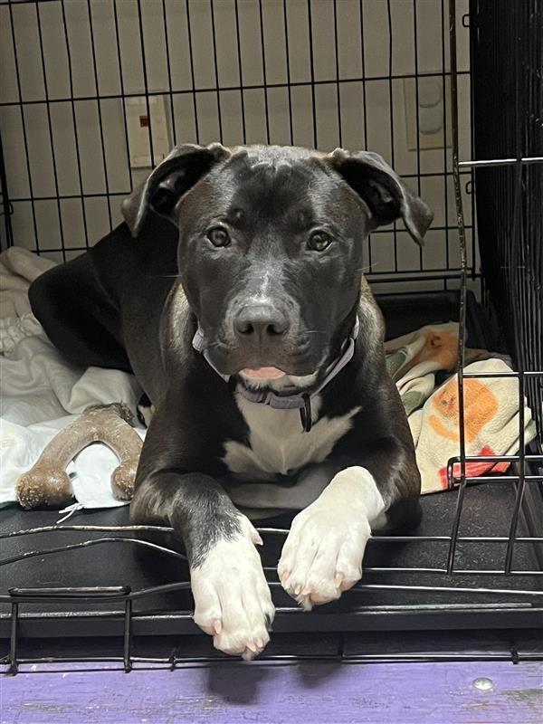 Enlarge Scarlett, a Adoptable Pit Bull Terrier in Gloversville, NY image 1/6