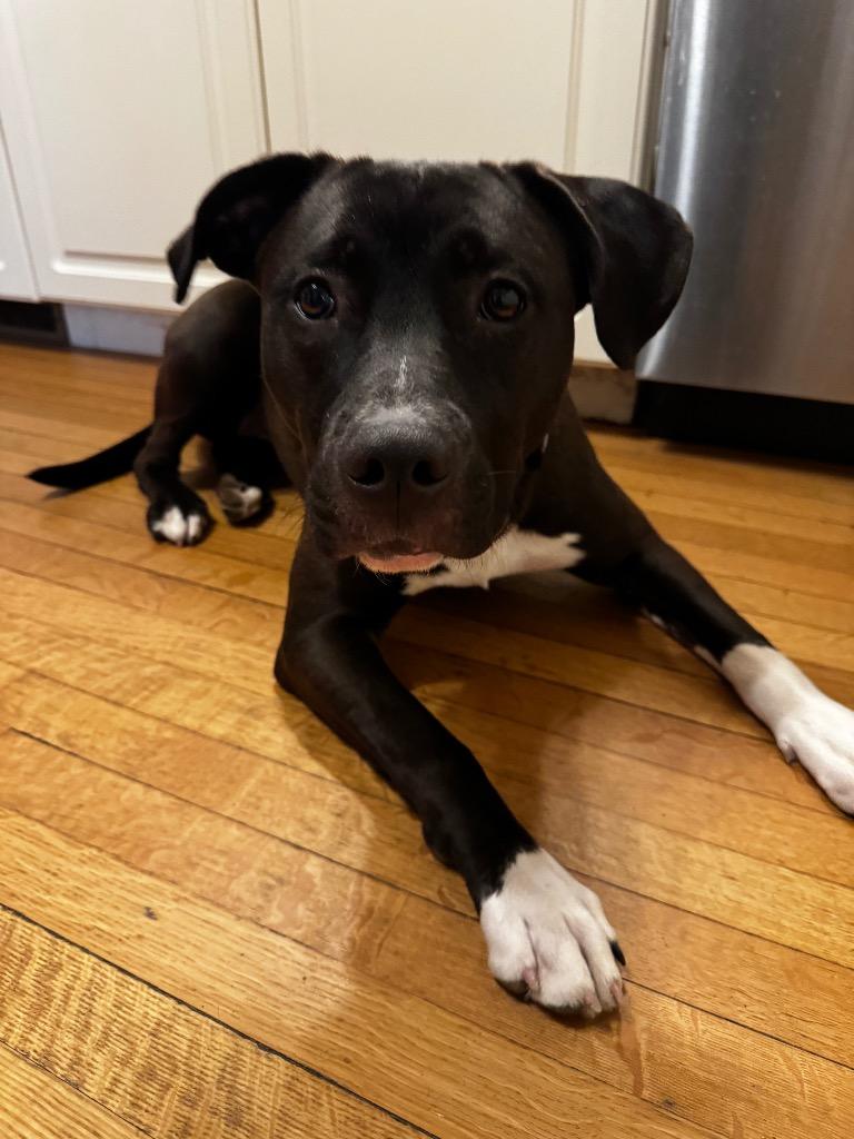 Enlarge Scarlett, a Adoptable Pit Bull Terrier in Gloversville, NY image 2/6