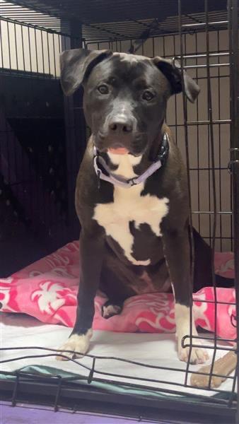 Enlarge Scarlett, a Adoptable Pit Bull Terrier in Gloversville, NY image 3/6
