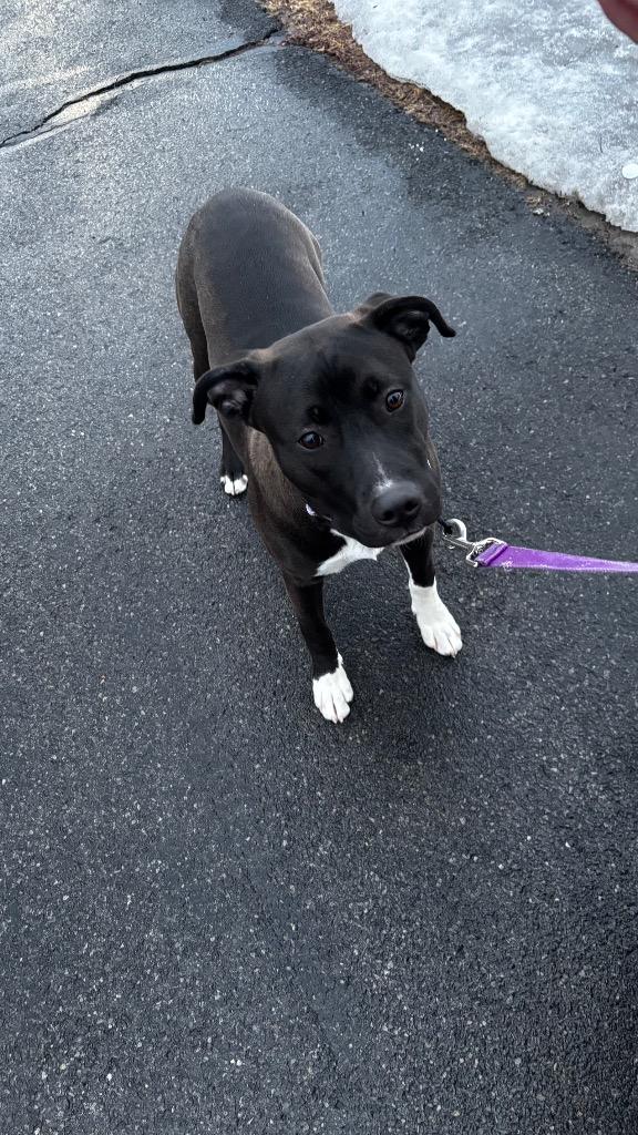 Enlarge Scarlett, a Adoptable Pit Bull Terrier in Gloversville, NY image 4/6