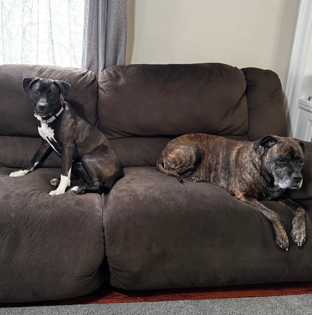 Enlarge Scarlett, a Adoptable Pit Bull Terrier in Gloversville, NY image 5/6