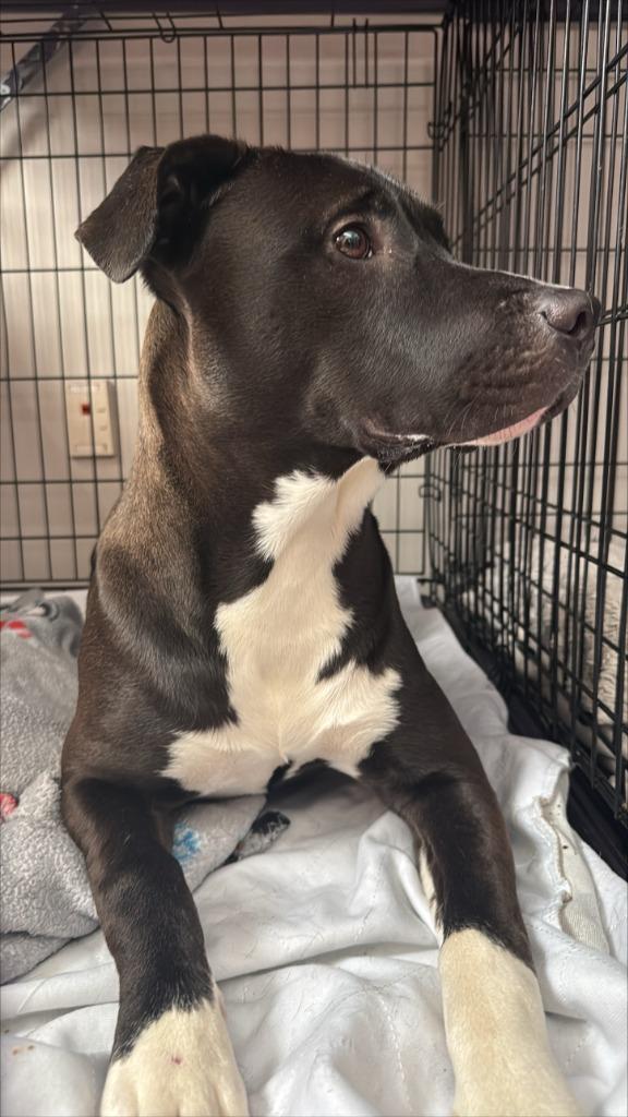 Enlarge Scarlett, a Adoptable Pit Bull Terrier in Gloversville, NY image 6/6