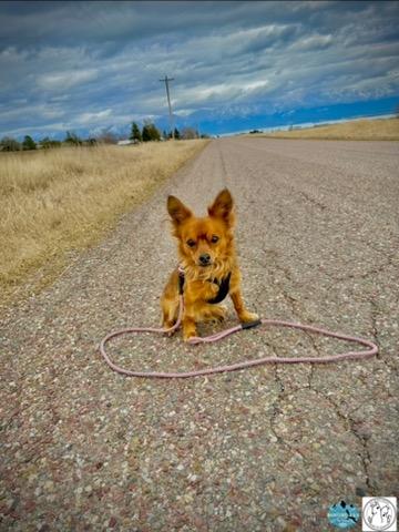 Enlarge Bill, an adopted mixed breed in Polson, MT image 3/4