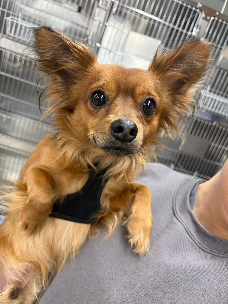 Bill, adopted, Adult Male Pomeranian.