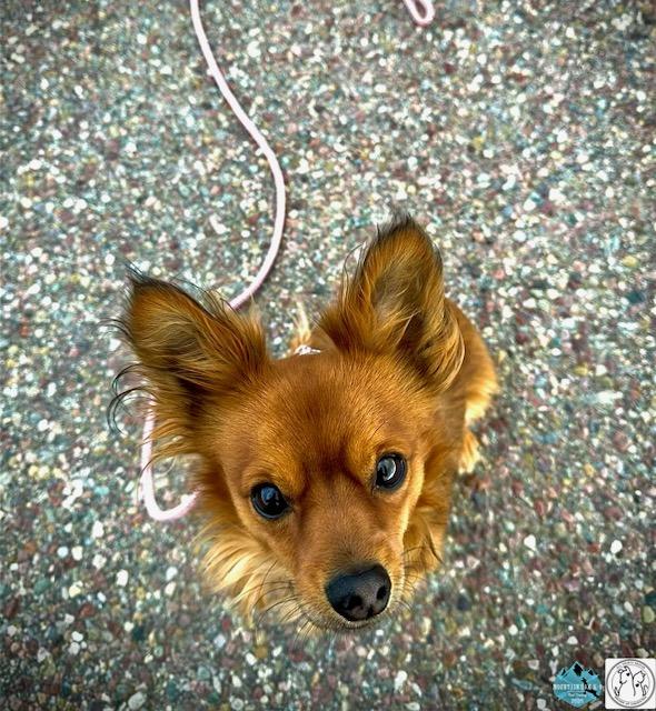 Enlarge Bill, an adopted mixed breed in Polson, MT image 2/4