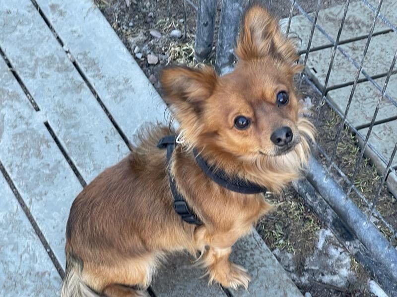 Enlarge Bill, an adopted mixed breed in Polson, MT image 4/4