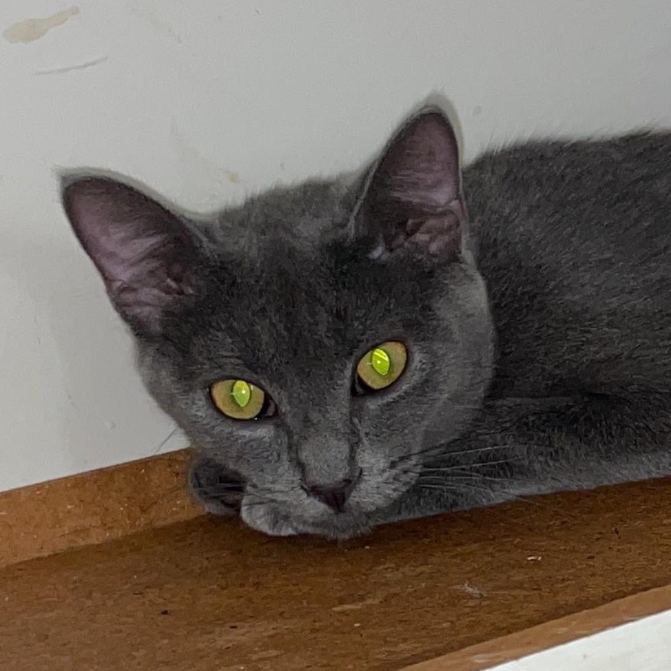 Dusty, Adopted, Young Female Russian Blue & American Shorthair.