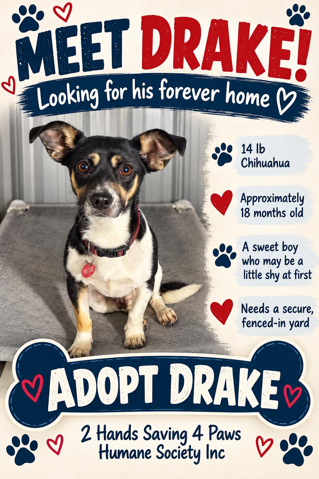 Enlarge Drake, a Adoptable mixed breed in Totowa, NJ image 1/2