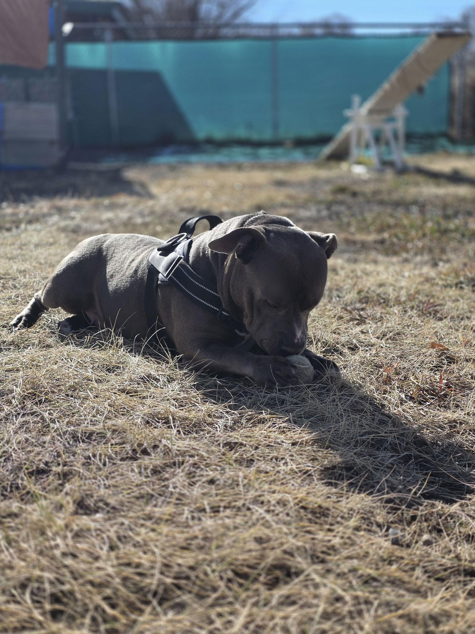 Enlarge Baby, a Adopted Pit Bull Terrier in Monte Vista, CO image 2/3